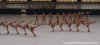 show_75.jpg (37270 Byte)